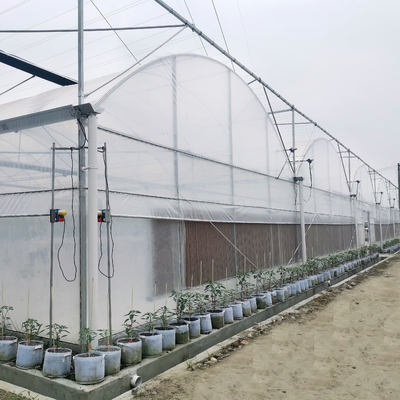 Serre chaude hydroponique commerciale de système Multispan de tomate avec des systèmes de contrôle