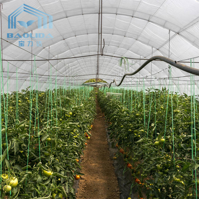 Serre chaude simple d'envergure de double de voûte ventilation de côté pour l'élevage de fraise d'agriculture