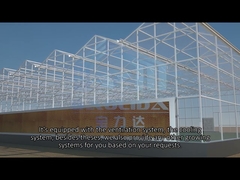 Agriculture Farming Glass Venlo Type Greenhouse Model Show Video