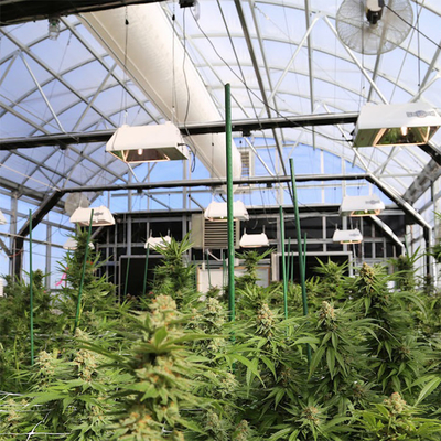 Dep Blackout System Greenhouse léger automatique 100% élevages de ombrage de marijuana