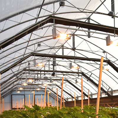 100% lumières simples de ombrage Dep Greenhouse With Rolling Blackout d'envergure de polycarbonate de système automatique de système