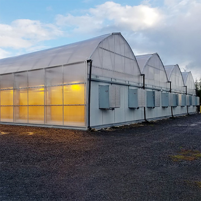 Mené développez-vous allumant l'élevage automatique de Dep Greenhouse Multi Span For Hemps de lumière de tunnel