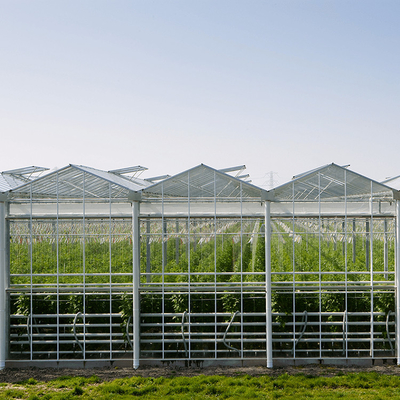 Serre chaude végétale Multispan de verre trempé de Venlo de culture hydroponique pour l'élevage de tomate