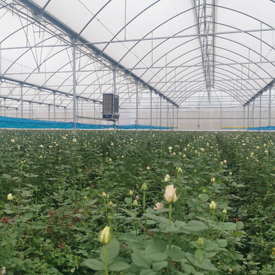 Serre chaude en plastique de tunnel multi d'envergure de crèche de semis pour la plantation de fraise