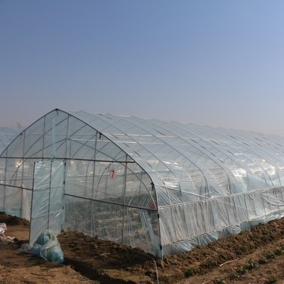 Agriculture cultivant la serre chaude croissante de feuille de plastique de tunnel pour l'élevage de poivre