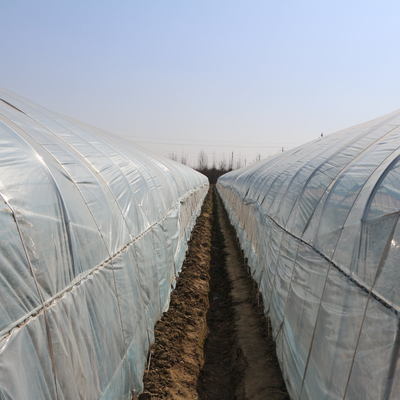 Serre chaude simple de feuille de plastique de tunnel d'agriculture pour la fraise plantant l'élevage
