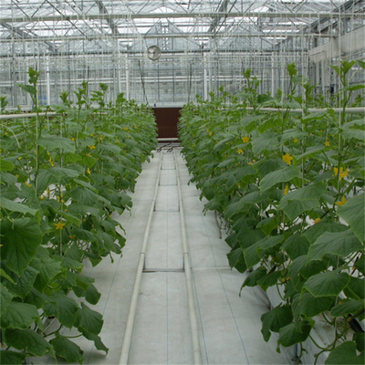 Serre chaude en verre automatique de Multispan de voûte de film de fleur de concombre de tomate de culture hydroponique