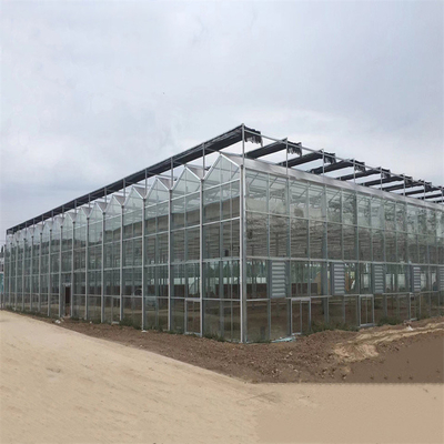 Serre chaude en verre automatique de Venlo d'envergure multi d'agriculture pour la culture de légumes
