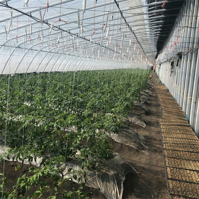 Serre chaude solaire passive de tomate d'agriculture avec le système de chauffage