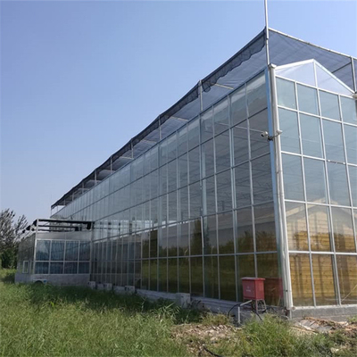 Culture agricole d'usines de serre chaude multi en verre commerciale d'envergure