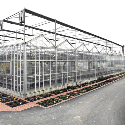 Serre chaude néerlandaise professionnelle en verre extérieure industrielle de Multispan en verre de serre chaude de fleur d'agriculture pour la plantation de fleur