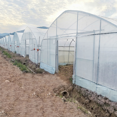 Serre chaude hydroponique de tunnel de feuille de plastique de voûte de cadre en acier de système poly pour la tomate