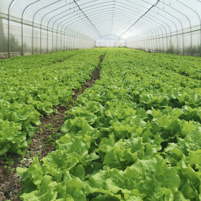 Serre chaude hydroponique de tunnel de feuille de plastique de voûte de cadre en acier de système poly pour la tomate