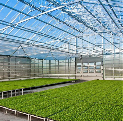 Verre industriel en polycarbonate à planche creuse en extérieur en verre multispan professionnel Serre néerlandaise pour la plantation de fleurs