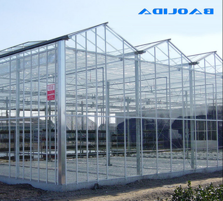 Verre industriel en polycarbonate à planche creuse en extérieur en verre multispan professionnel Serre néerlandaise pour la plantation de fleurs
