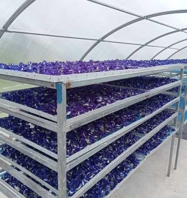 Serre de séchage solaire à base de plantes et d'aliments à structure stable et durable protégée contre les UV