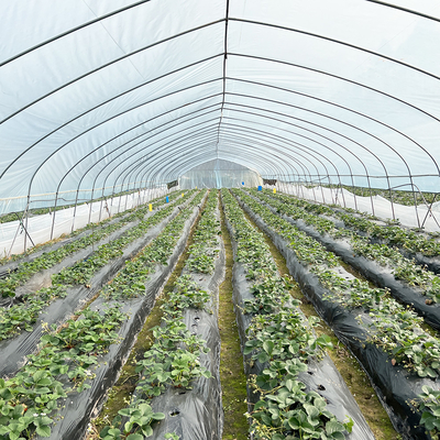 Vente à chaud Serre poly-tunnel à fraises Serre agricole à une seule étendue pour la culture des fraises
