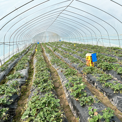 Vente à chaud Serre poly-tunnel à fraises Serre agricole à une seule étendue pour la culture des fraises