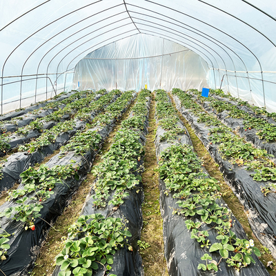 Vente à chaud Serre poly-tunnel à fraises Serre agricole à une seule étendue pour la culture des fraises