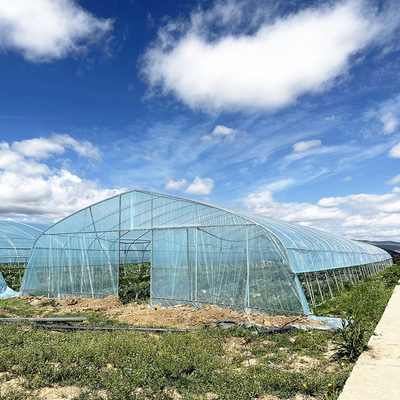 Vente à chaud Serre poly-tunnel à fraises Serre agricole à une seule étendue pour la culture des fraises