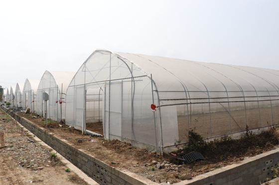 Envergure de Polytunnel Sri Lanka Colombo Steel Frame Greenhouse Single