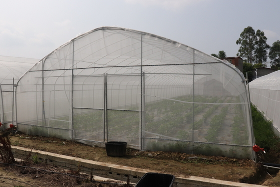 Envergure de Polytunnel Sri Lanka Colombo Steel Frame Greenhouse Single