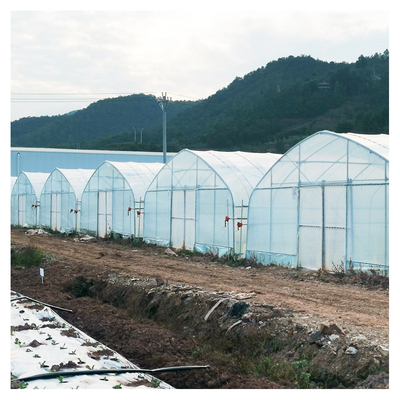 Serre chaude stable de pellicule de polyéthylène de structure/serre chaude végétale de plante de tomate