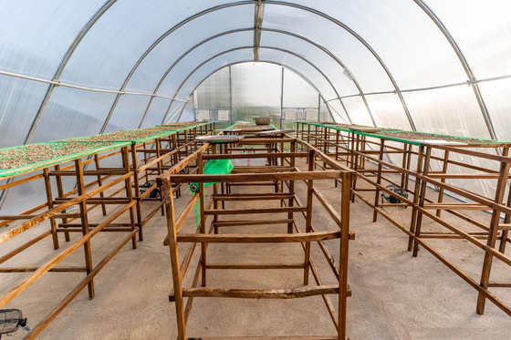 Serre de séchage de planches PC durable avec ventilation avancée pour le séchage des herbes à haut rendement