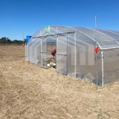 Serre en tunnel économique avec ventilation latérale pour la croissance des plantes