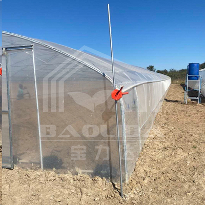 Serre en tunnel économique avec ventilation latérale pour la croissance des plantes