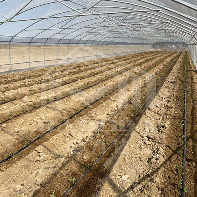 Serre en tunnel économique avec ventilation latérale pour la croissance des plantes