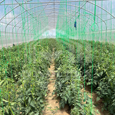 Serre de tunnel agricole personnalisée avec revêtement en PE