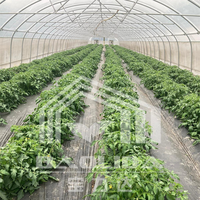 Serre en tunnel de 6x15m pour les projets de culture de fleurs et de légumes