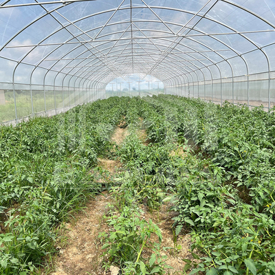 Serre en tunnel de 6x15m pour les projets de culture de fleurs et de légumes