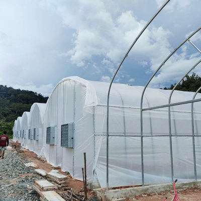 Serre à tunnel élevé pratique pour les solutions agricoles