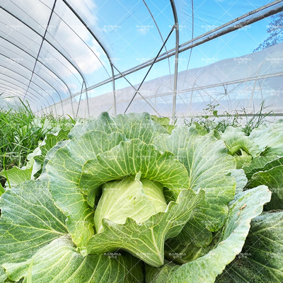 Serre à tunnel en acier résistant à la rouille pour l'agriculture toute l'année