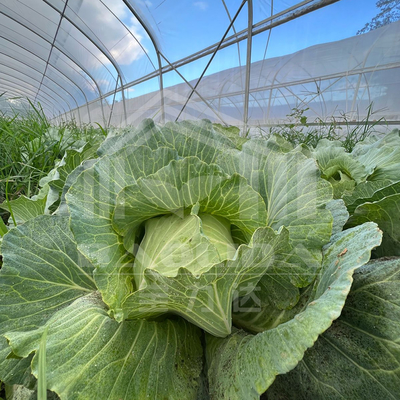Serre à tunnel rentable avec revêtement en PE pour les légumes et les fleurs