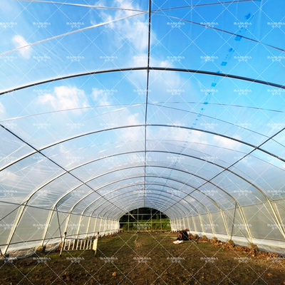 Serre à tunnel rentable avec revêtement en PE pour les légumes et les fleurs