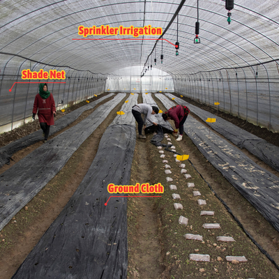 Plantation de champignons végétaux Serre d'ombrage avec revêtement noir et blanc et fil d'ombrage