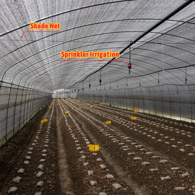 Plantation de champignons végétaux Serre d'ombrage avec revêtement noir et blanc et fil d'ombrage
