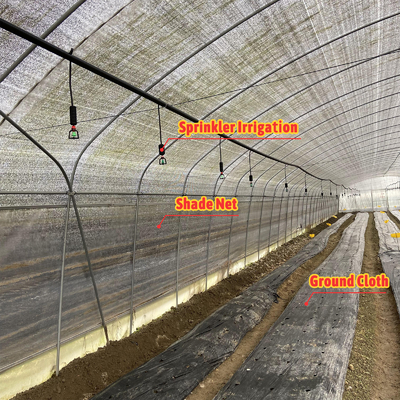 Ventilation manuelle ou électrique personnalisable Serre agricole pour la culture de champignons