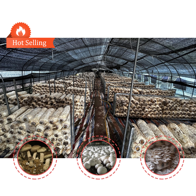 Hauteur latérale de 1,2 à 1,8 m et espace d'arche de 1 à 1,5 m Fungus Poly Tunnel Serre UV protégée