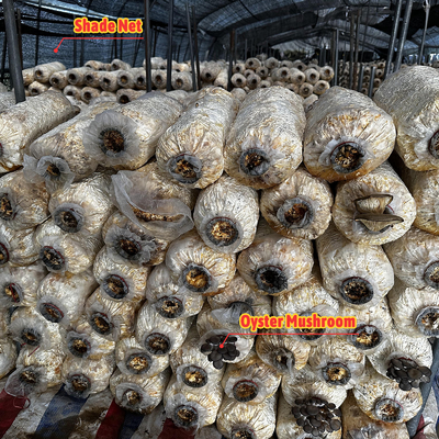 Hauteur latérale de 1,2 à 1,8 m et espace d'arche de 1 à 1,5 m Fungus Poly Tunnel Serre UV protégée