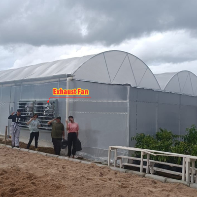 Cultiver des fleurs et des légumes Serre Quonset Hut Conservatoire de la maison de culture de la gouttière reliée à la serre Grandes serres avec ventilation sur le toit
