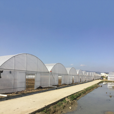 8 à 60 m de longueur, tunnel haut, serre en film plastique, taille personnalisable pour l'agriculture et la production de fleurs