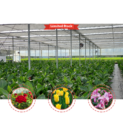 Solution pour l'élevage de légumes 8-60m Taille personnalisable Serre de tunnel agricole avec banc roulant et système d'irrigation