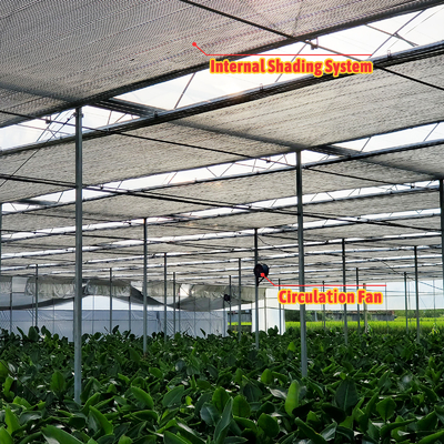Solution pour l'élevage de légumes 8-60m Taille personnalisable Serre de tunnel agricole avec banc roulant et système d'irrigation