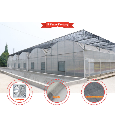 Système d'ombrage automatique économique sur mesure Serres à fraises multi-span pour fruits et légumes