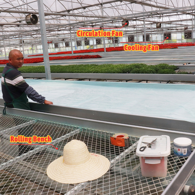 Système d'ombrage automatique économique sur mesure Serres à fraises multi-span pour fruits et légumes
