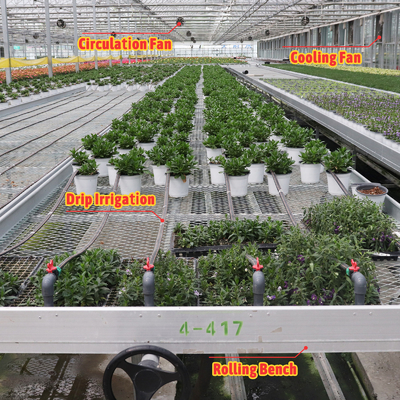 Système d'ombrage automatique économique sur mesure Serres à fraises multi-span pour fruits et légumes